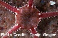  Ophiura albida (Brittle Star)