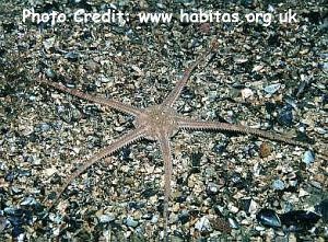  Ophiura ophiura (Serpent Brittle Star)