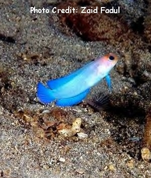  Opistognathus aurifrons (Yellowhead Jawfish, Pearly Jawfish)