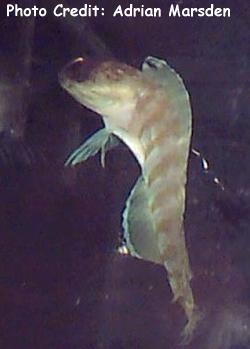  Opistognathus macrognathus (Banded Jawfish)
