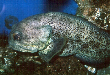  Opistognathus rhomaleus (Giant Jawfish)