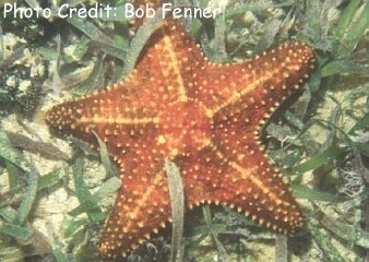  Oreaster reticulatus (Red Cushion Sea Star)