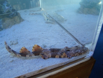  Eucrossorhinus dasypogon (Tasseled Wobbegong)