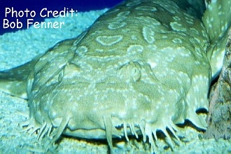  Orectolobus maculatus (Spotted Wobbegong)