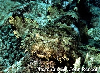  Orectolobus ornatus (Ornate Wobbegong)