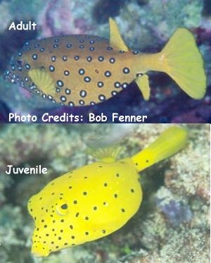  Ostracion cubicus (Spotted Boxfish, Yellow Boxfish, Cube Boxfish)