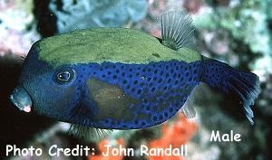  Ostracion cyanurus (Bluetail Trunkfish)