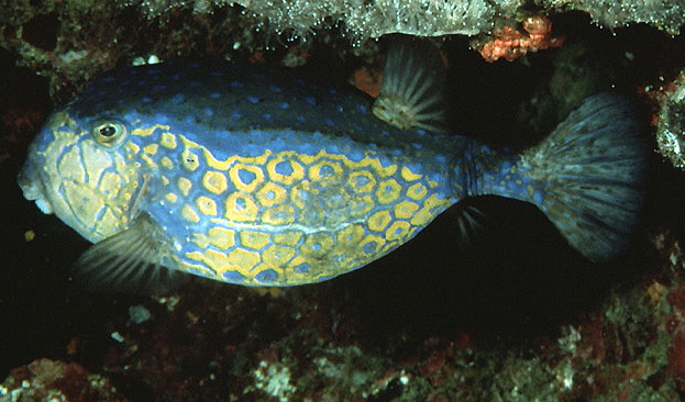  Ostracion immaculatus (Bluebacked Trunkfish)