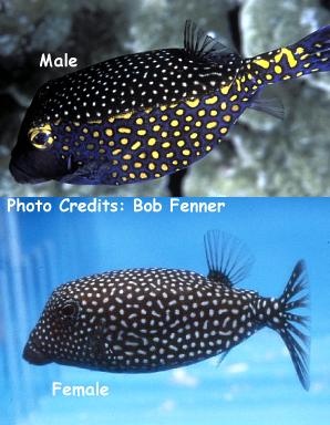  Ostracion meleagris (Whitespotted Boxfish)