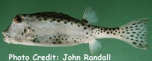  Ostracion nasus (Shortnose Boxfish)