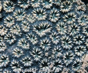  Oulastrea crispata (Pineapple Coral)