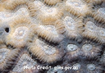  Oulophyllia bennettae (Pineapple Coral)