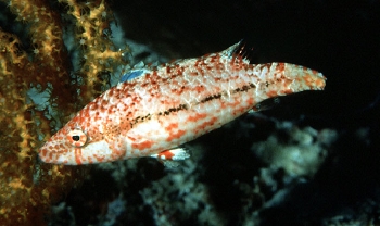  Oxycheilinus arenatus (Speckled Maori Wrasse)