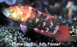  Oxycheilinus bimaculatus (Twospot Maori Wrasse, Longjaw Wrasse)