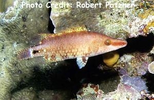  Oxycheilinus celebicus (Celebes Wrasse)