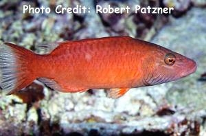  Oxycheilinus digrammus (Cheeklined Wrasse)