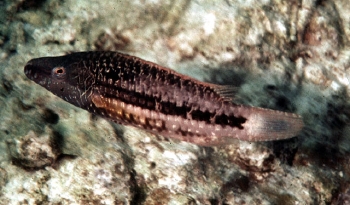  Oxycheilinus mentalis (Mental Wrasse)