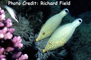  Oxymonacanthus halli (Red Sea Longnose Filefish)