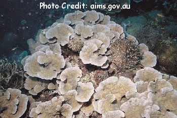  Oxypora lacera (Plate Coral, Chalice Coral)
