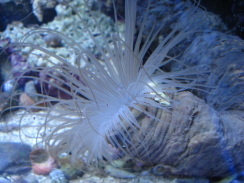  Pachycerianthus fimbriatus (Tube Anemone)