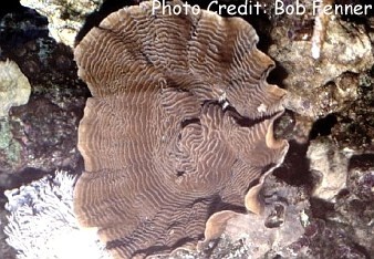  Pachyseris speciosa (Groove Coral, Phonograph Record Coral)