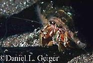  Pagurus bernhardus (Soldier Hermit Crab)