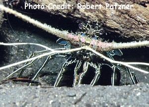  Panulirus penicillatus (Hawaiian Blue Spiny Lobster)