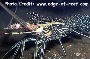 Panulirus versicolor (Purple Spiny Lobster, Painted Crayfish, Blue Spiny Lobster)