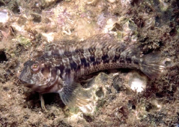  Parablennius goreensis (Unknown)