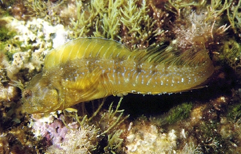  Parablennius incognitus (Mystery Blenny)