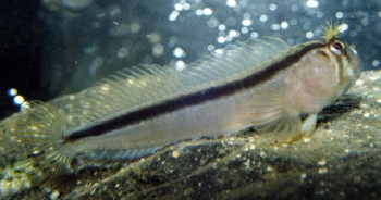  Parablennius laticlavius (Crested Blenny)