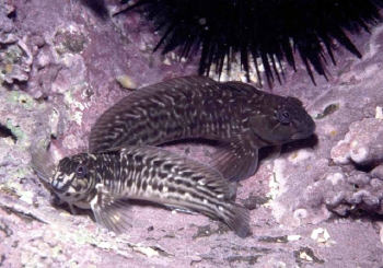  Parablennius parvicornis (Rockpool Blenny)