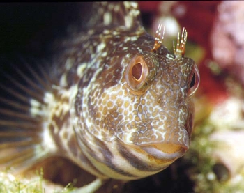  Parablennius pilicornis (Ringneck Blenny)