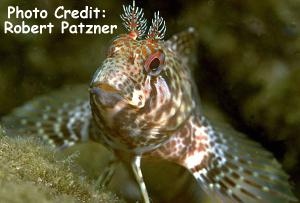  Parablennius ruber (Portuguese Blenny)