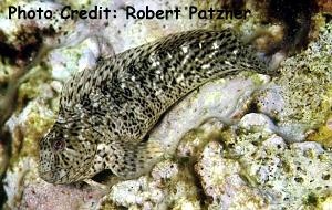  Parablennius sanguinolentus (Rusty Blenny)