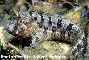  Parablennius tentacularis (Tentacled Blenny)