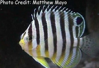  Paracentropyge multifasciata (Multi-barred Angelfish, Manybanded Angelfish)