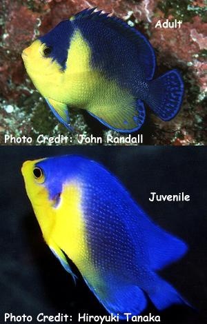  Paracentropyge venusta (Venusta Angelfish, Purple-Mask Angelfish, Blue-Backed Angelfish)