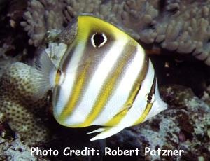  Parachaetodon ocellatus (Ocellate Coralfish, Sixspine Butterflyfish, Eye-Spot Coralfish)