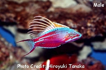  Paracheilinus cyaneus (Blue Flasher Wrasse)