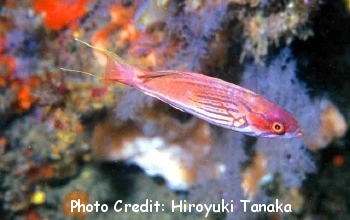  Paracheilinus hemitaeniatus (Madagascar Flasher Wrasse)