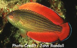  Paracheilinus octotaenia (Red Sea Eightline Flasher Wrasse)