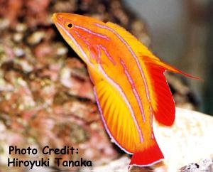  Paracheilinus rubricaudalis (Redtail Flasher Wrasse)