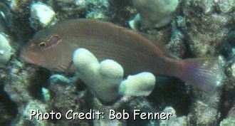  Paracirrhites arcatus (Arc-eyed Hawkfish)