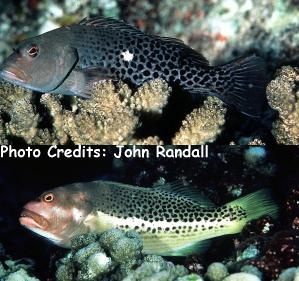  Paracirrhites hemistictus (Whitespot Hawkfish)