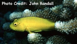  Paracirrhites xanthus (Yellow Hawkfish)