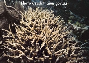  Paraclavarina triangularis (Antler Coral)