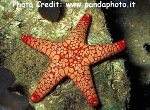  Paraferdina sohariae (Sohari Sea Star)