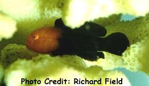  Paragobiodon echinocephalus (Redhead Goby)