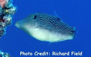  Paraluteres arqat (Spotted Filefish)